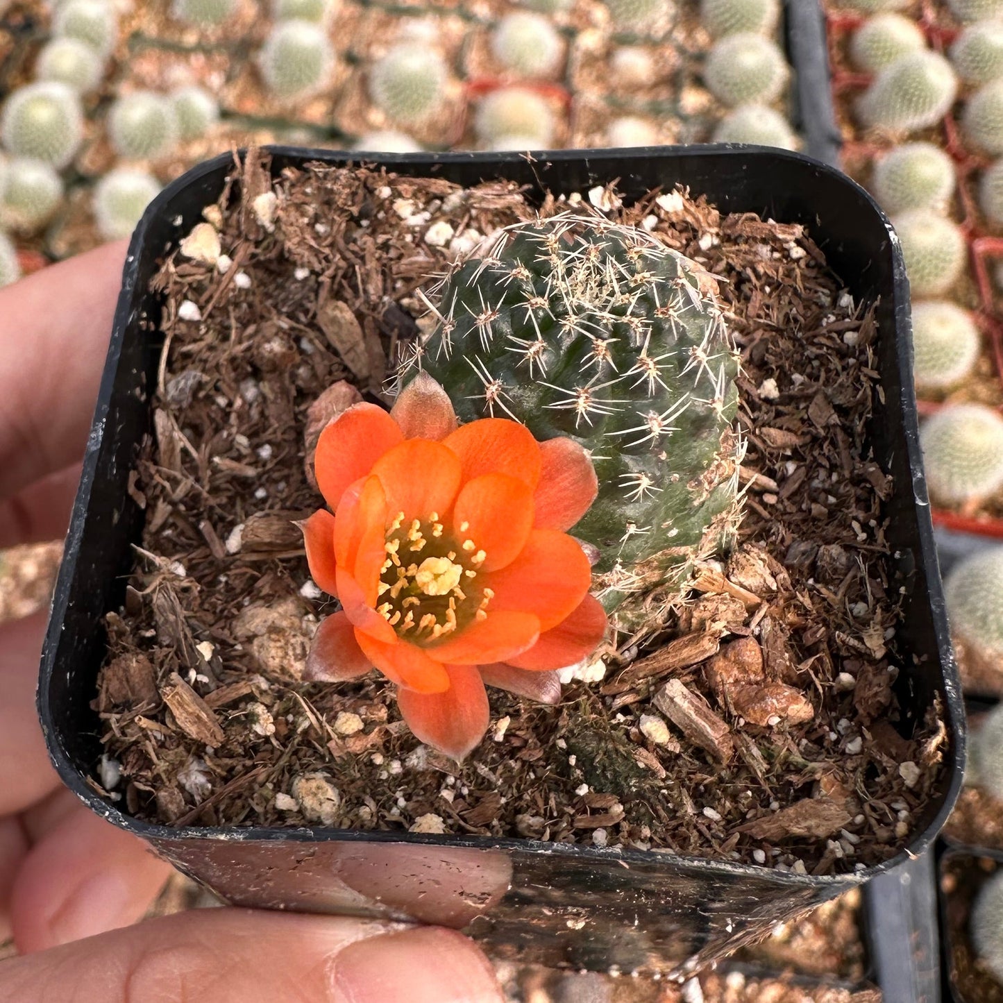 2"pot Live Cactus plant Rebutia sp. cactus