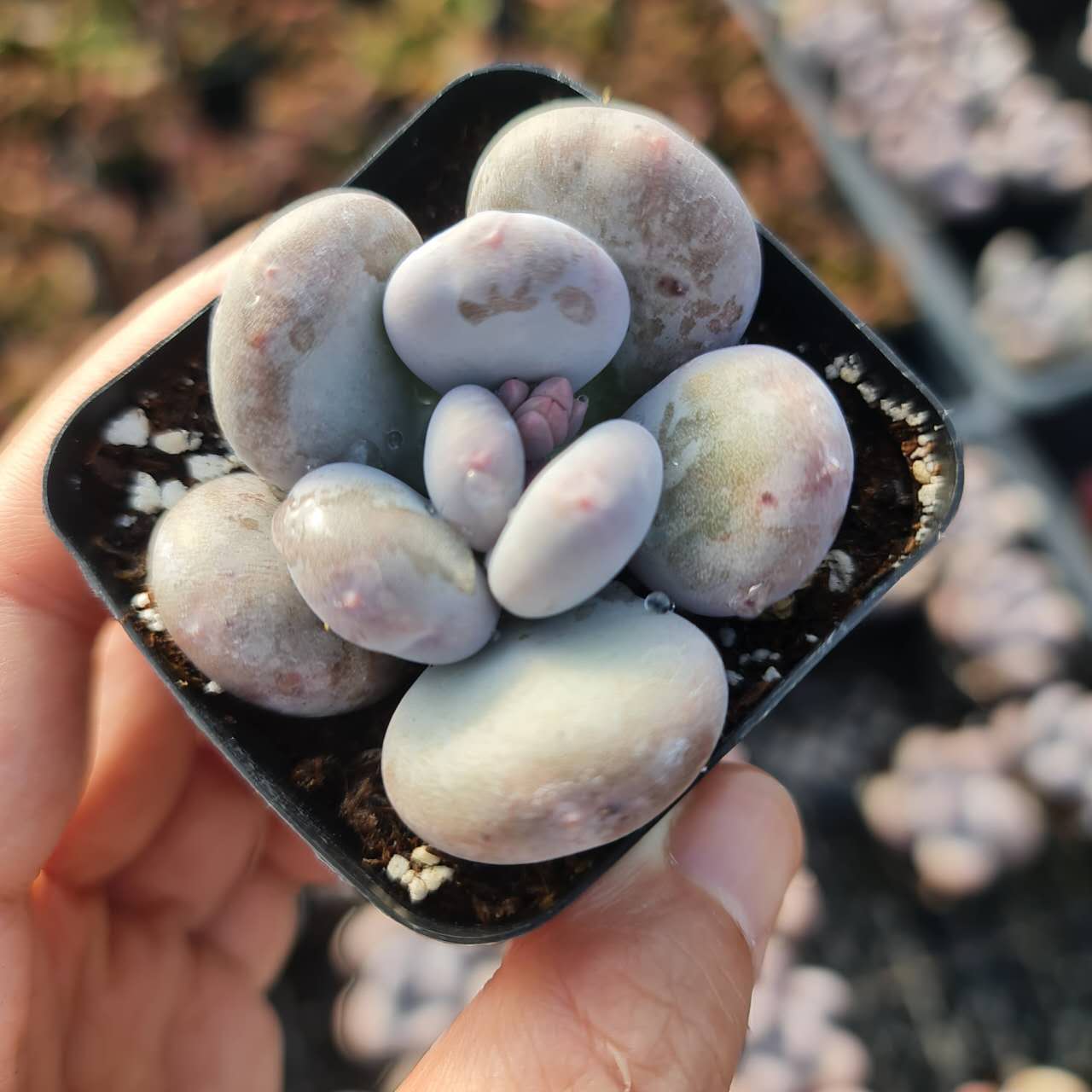 2” Pachyphytum Oviferum Lavender Pebbles