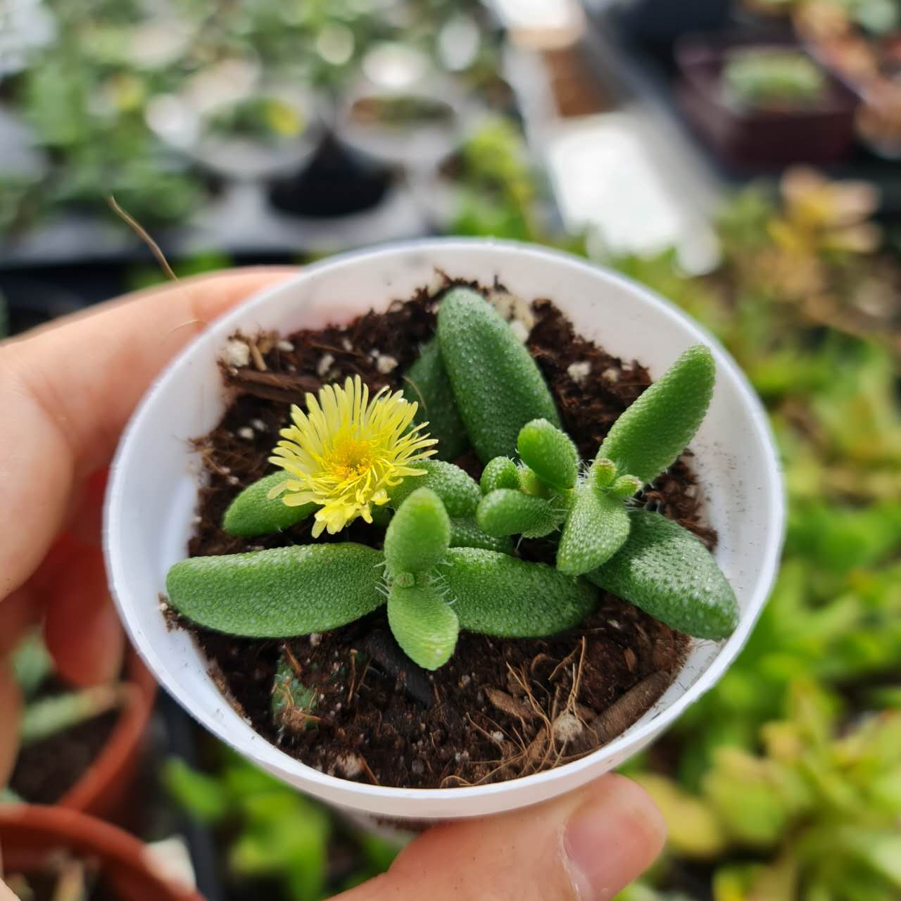 2"pot Pickle plant Succulent