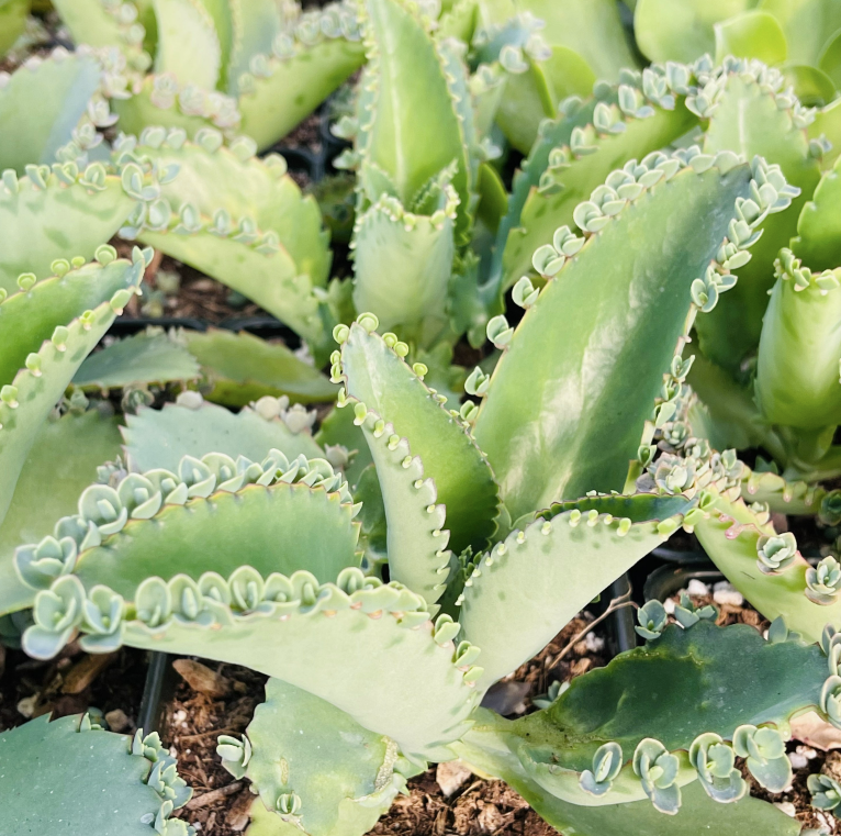 2” pot Kalanchoe Mother of Thousands