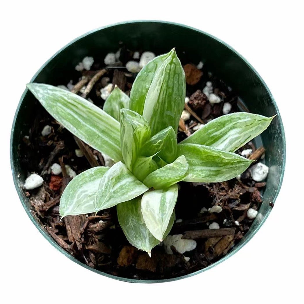 4"pot Rare Succulents Plants Haworthia cymbiformis f. Variegated