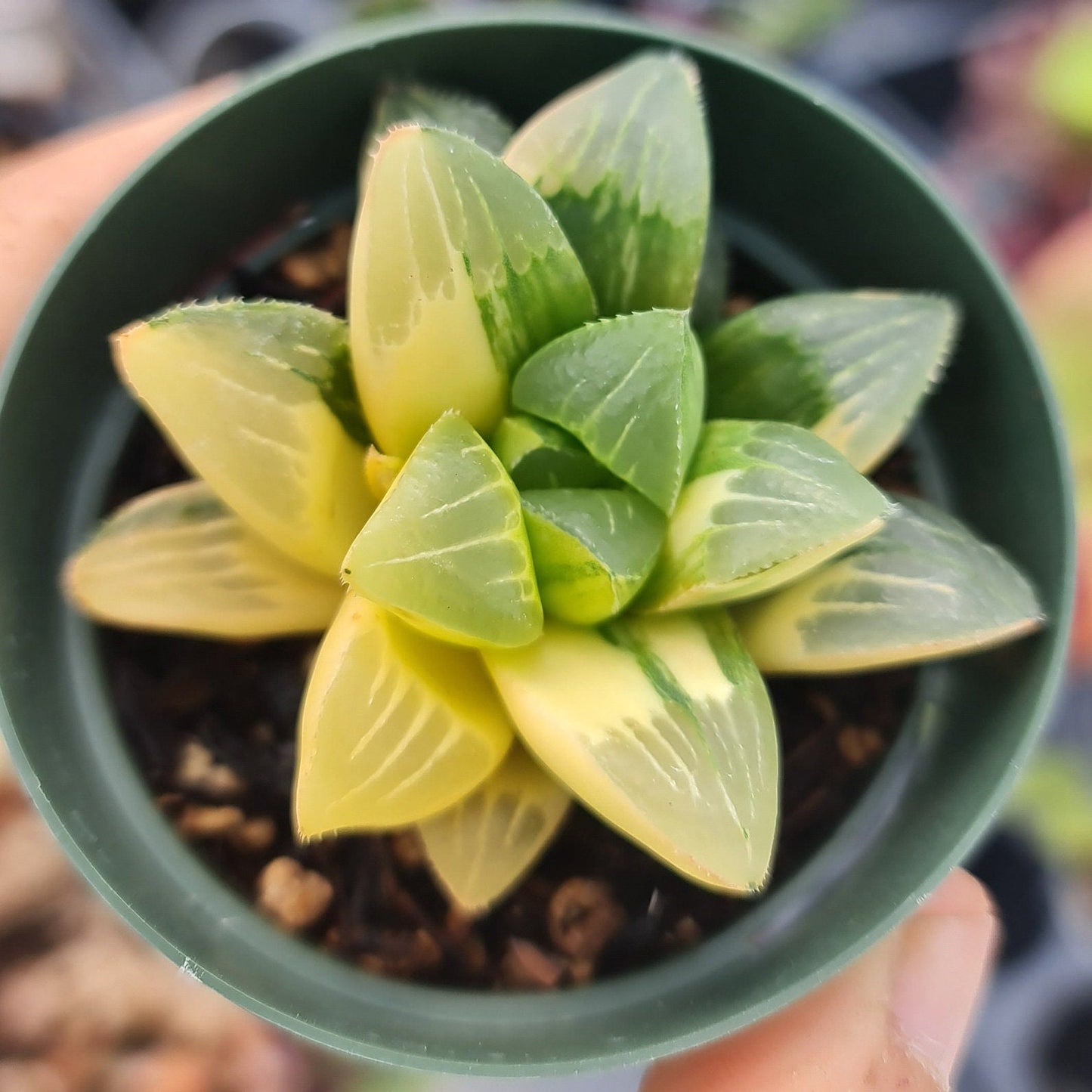 2.5"pot Rare Import live plants Haworthia Varigated Heidelbergensis