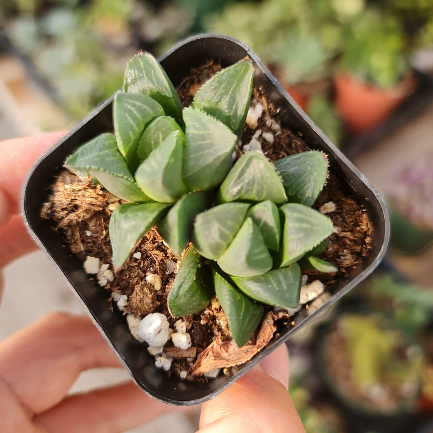 2"pot Succulent Plants Haworthia retusa