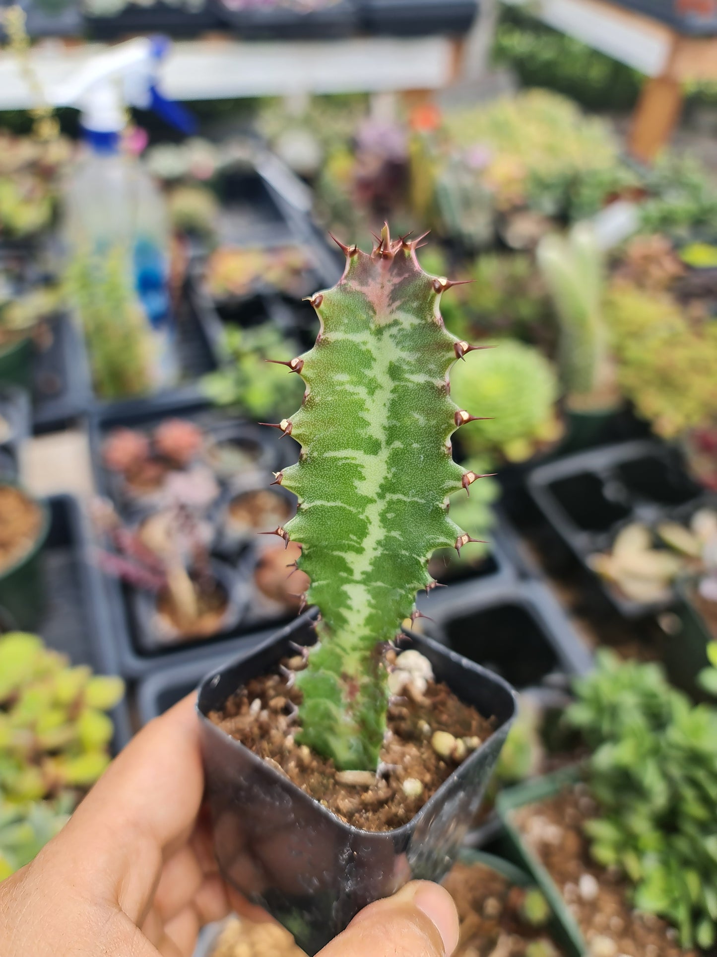 2"pot Euphorbia Trigona Rubra – Green African Milk Tree