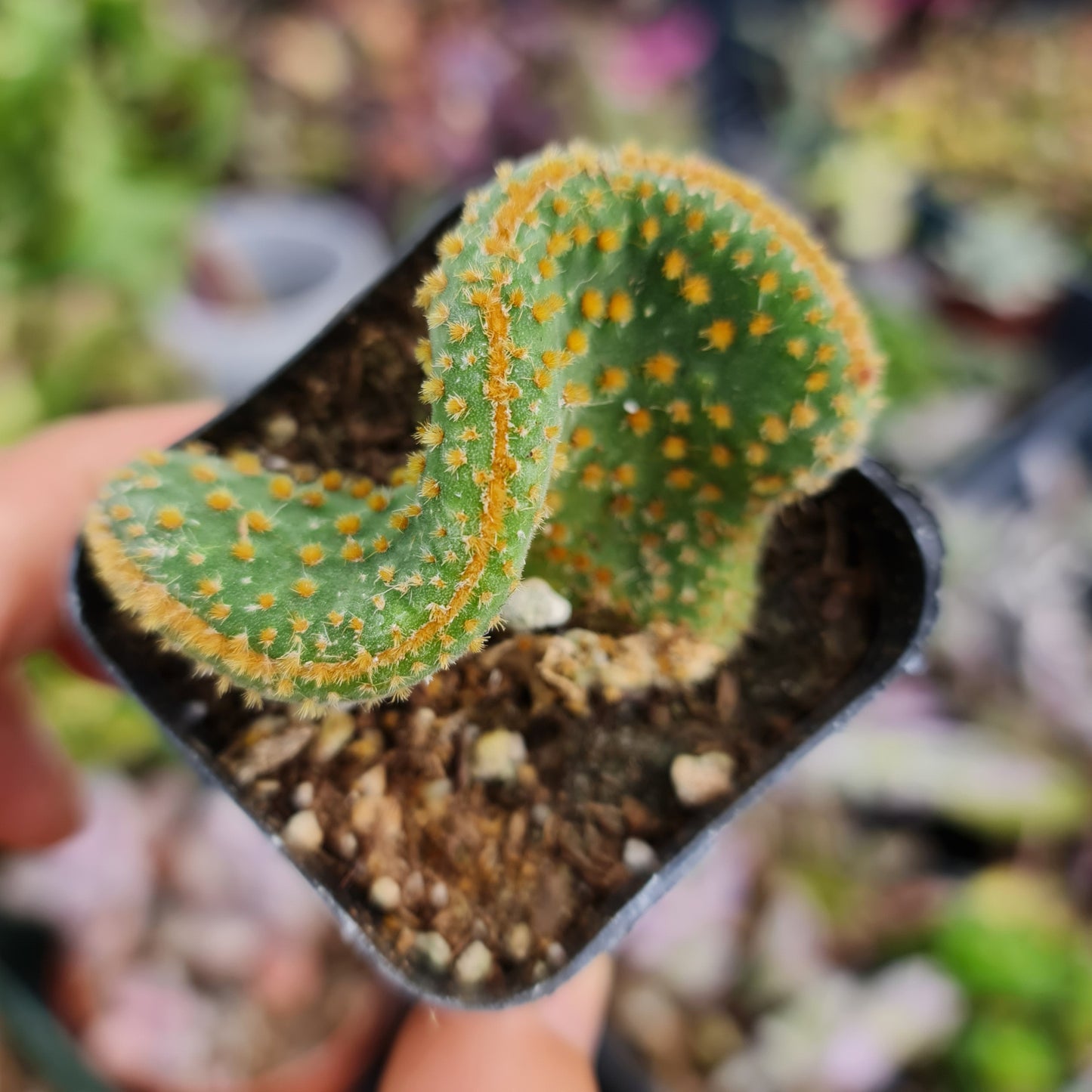 2"pot Crazy Bunny Ears, Opuntia Microdasys Monstrose