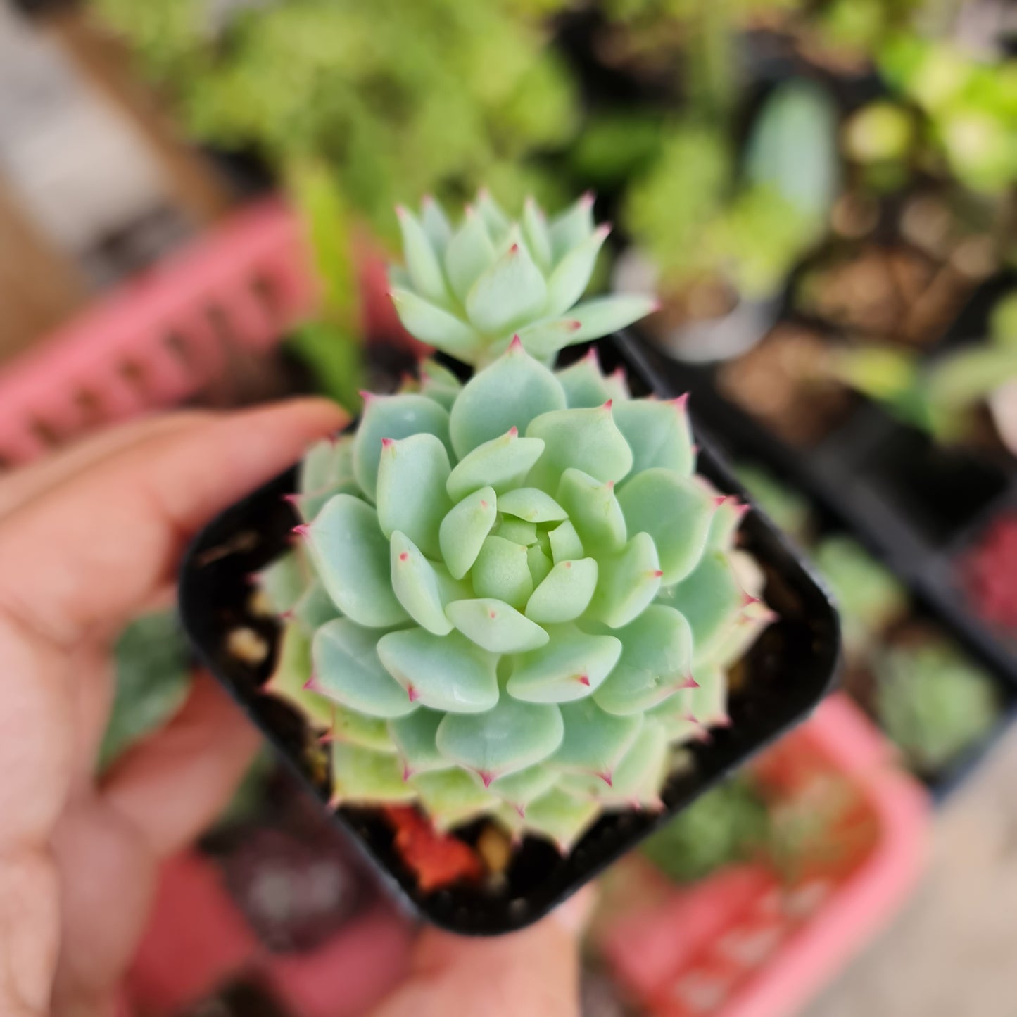 2"pot Echeveria Derenbergii
