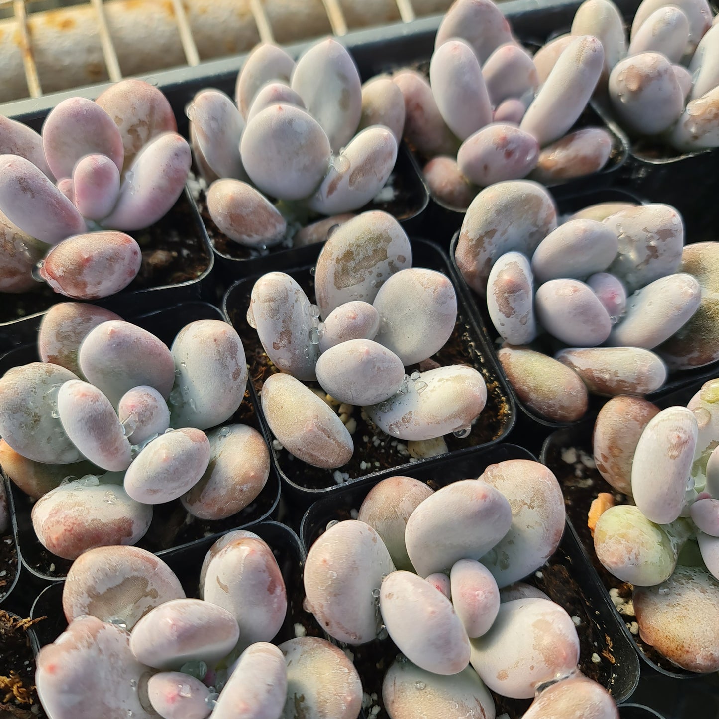 2" pot Moonstone Pachyphytum oviferum