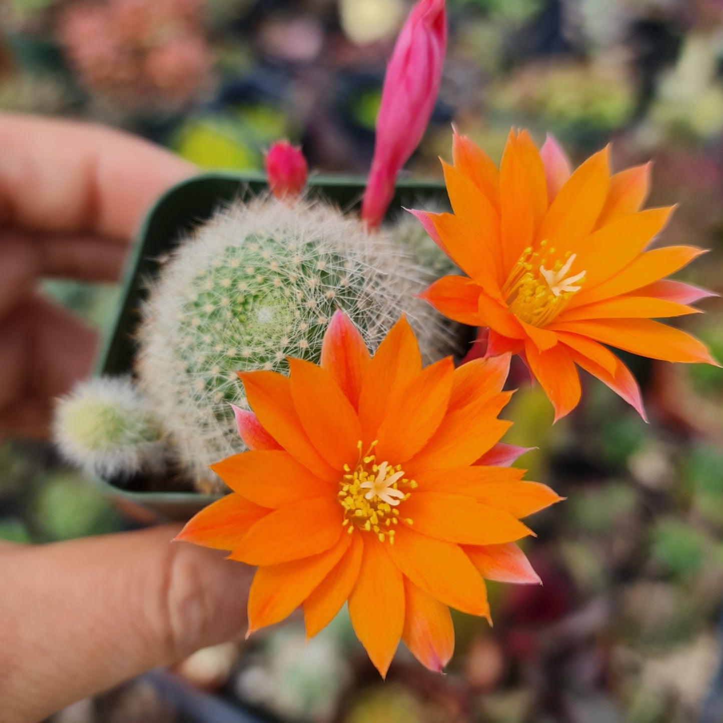 2"pot Live Cactus plant Rebutia Muscula