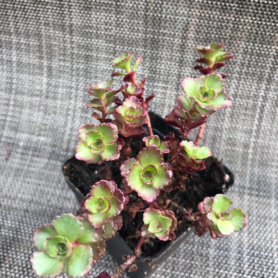 2”pot 4”pot Succulents Plants Sedum spurium" Dragon's Blood"