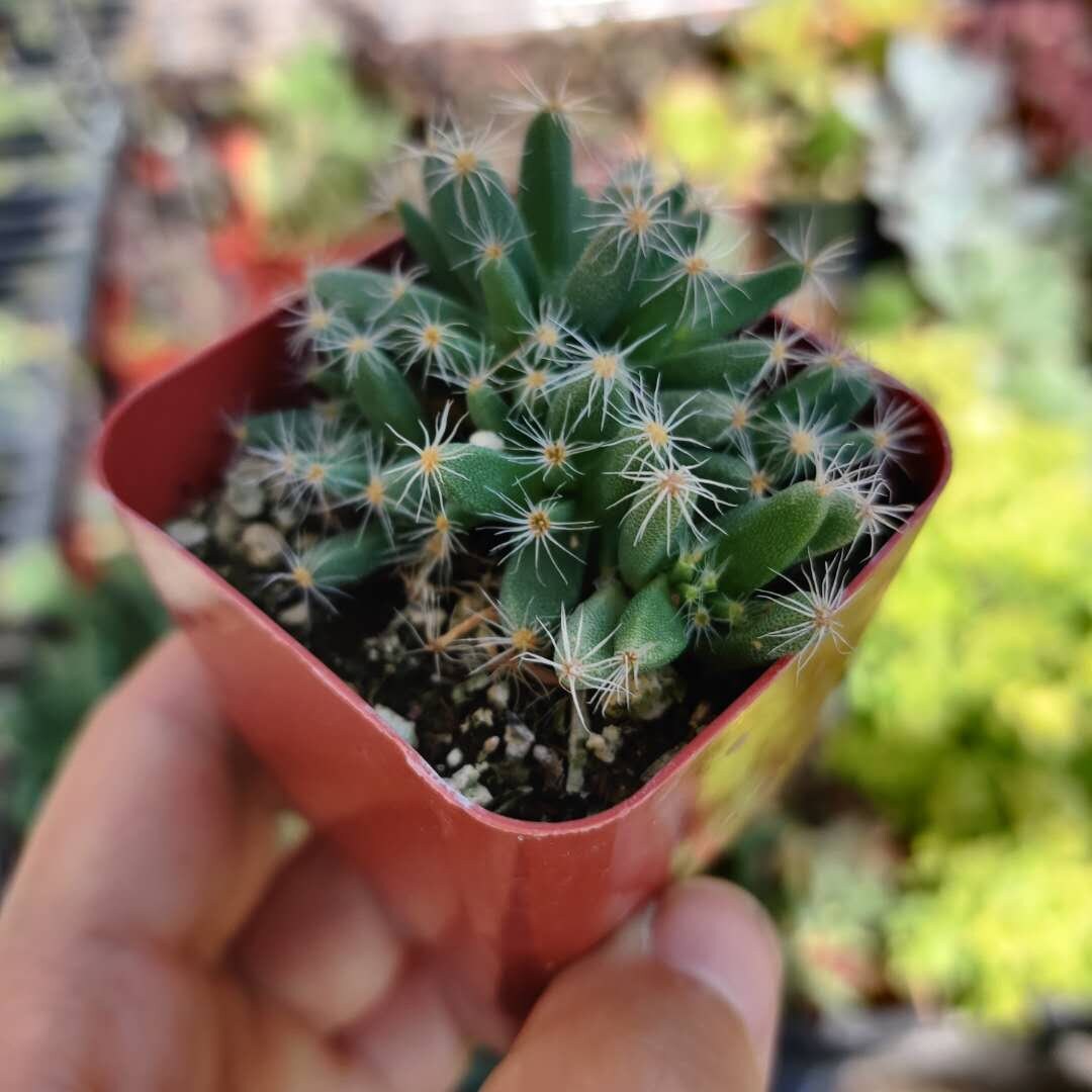 2” pot 4"pot Succulent Plants Trichodiadema densum
