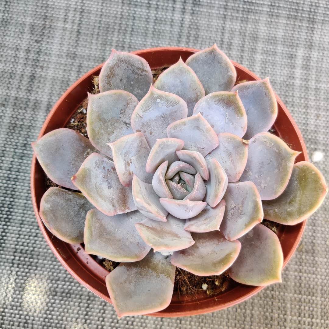2"pot 4"potSucculent Plants Echeveria Orion