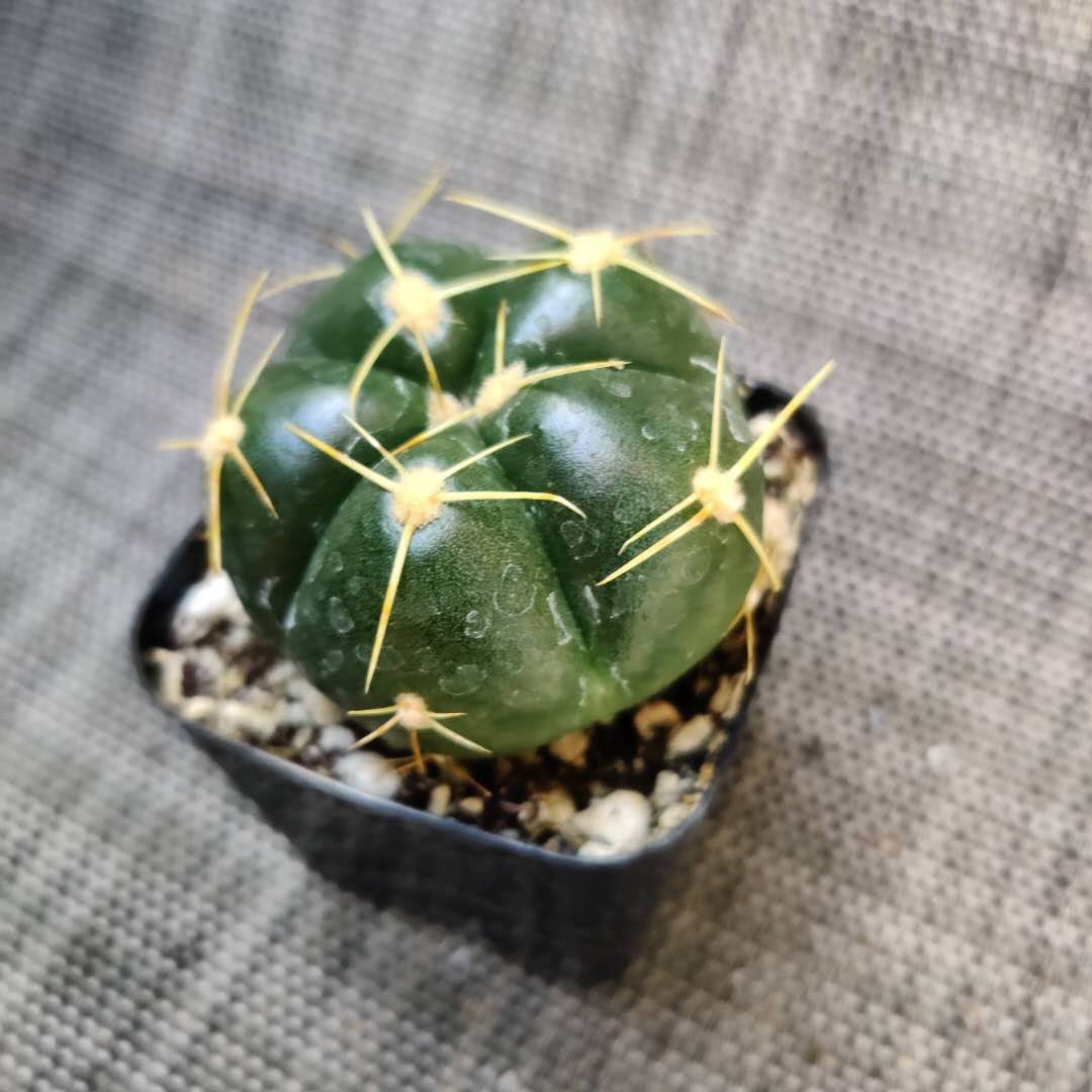 2”pot 4”pot Cactus Gymnocalycium Horstii