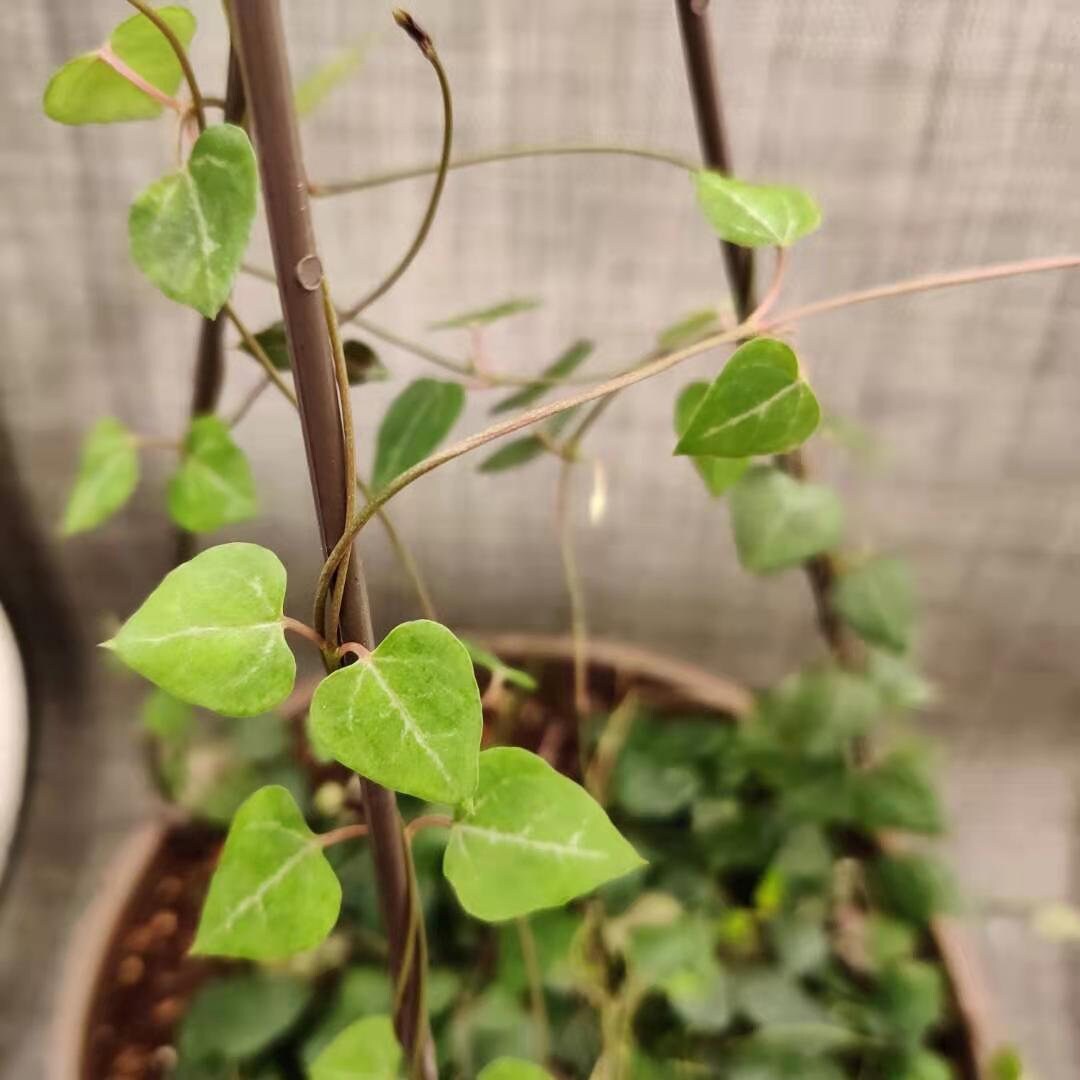 2" pot 4"pot rooted String of hearts-orange river
