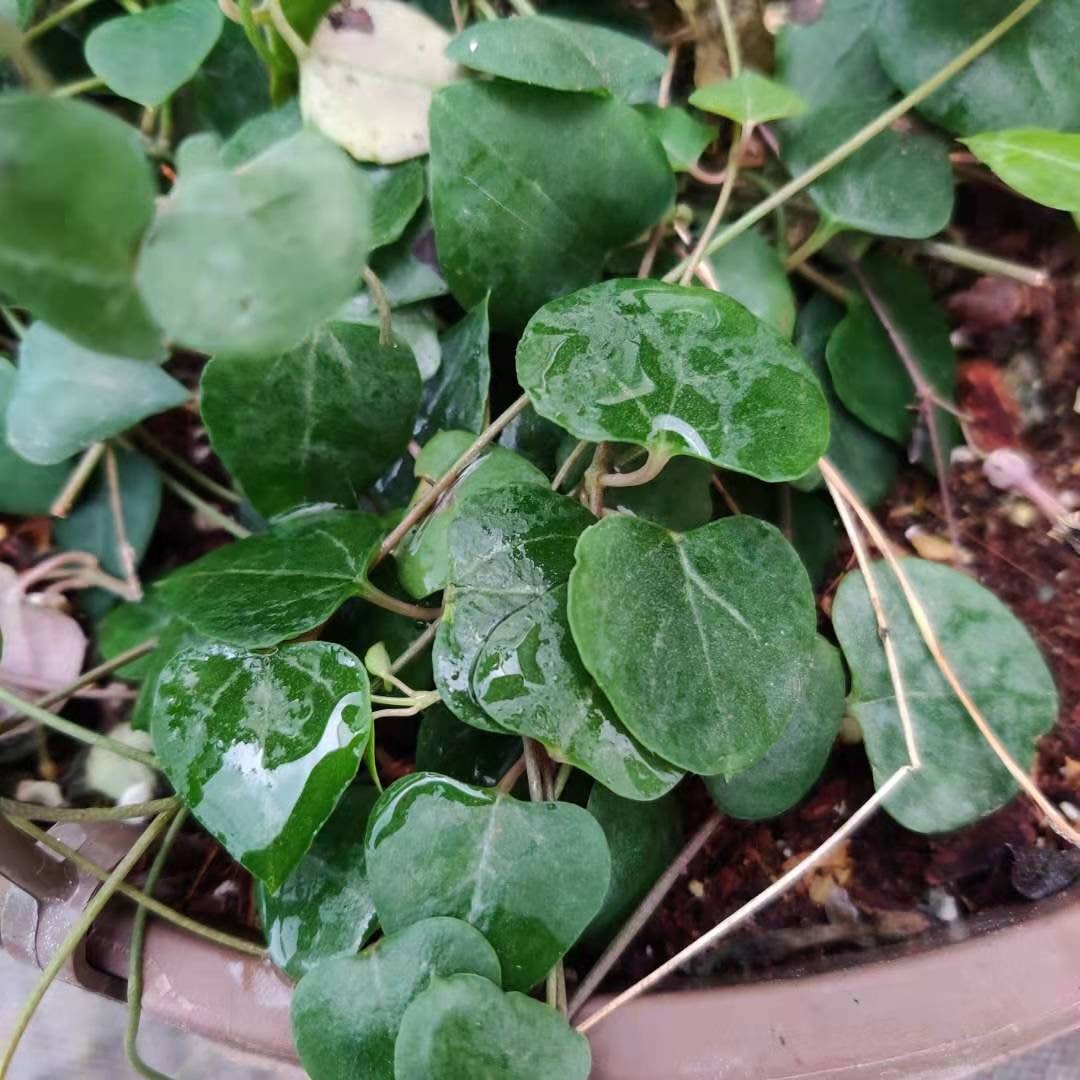 2" pot 4"pot rooted String of hearts-orange river