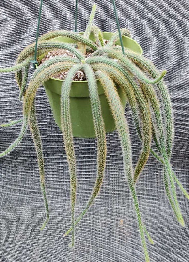 2”pot 4"pot Cactus Plants Rat Tail