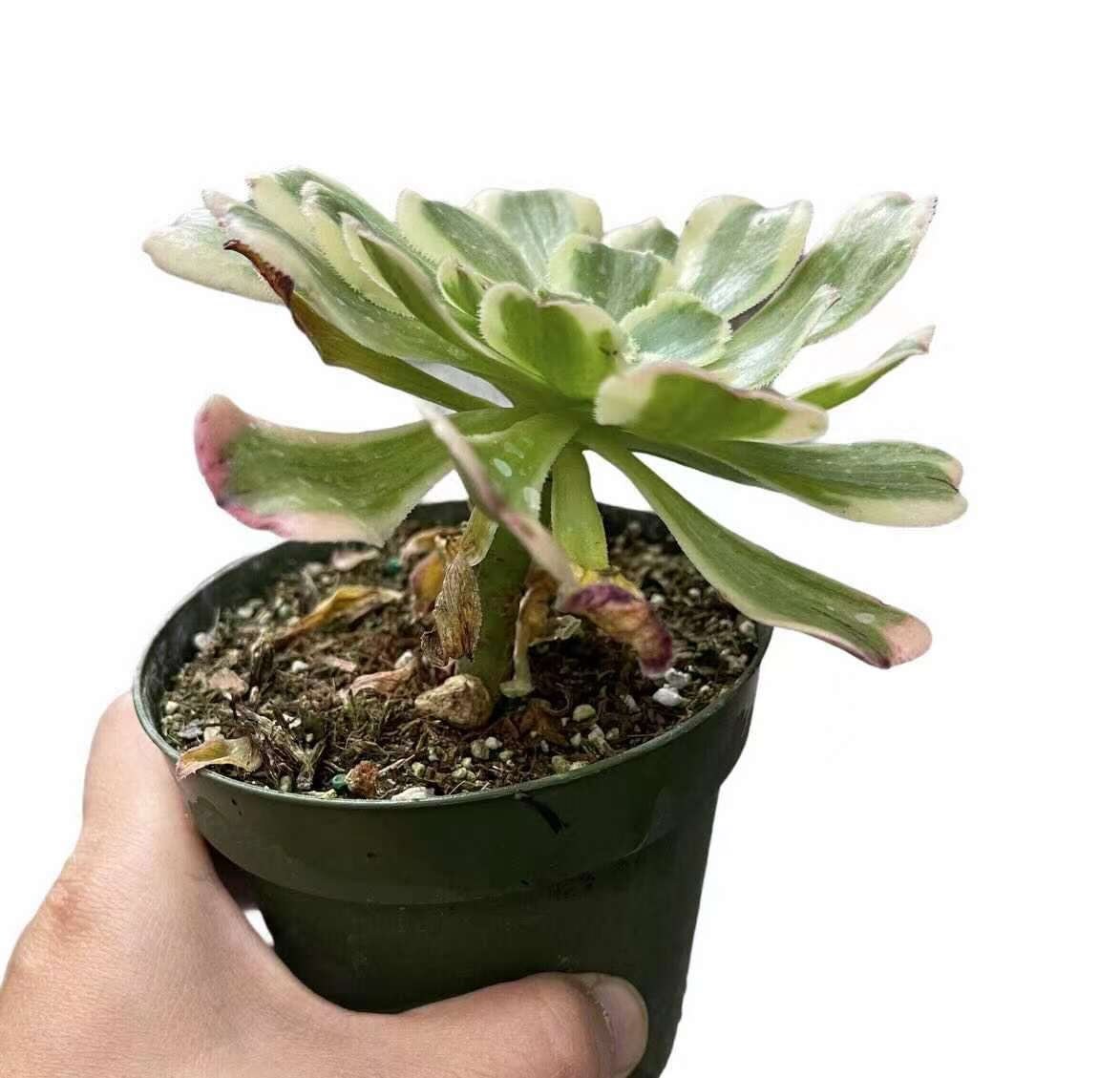 4" pot Succulent Plants Aeonium Atropurpureum Variegata