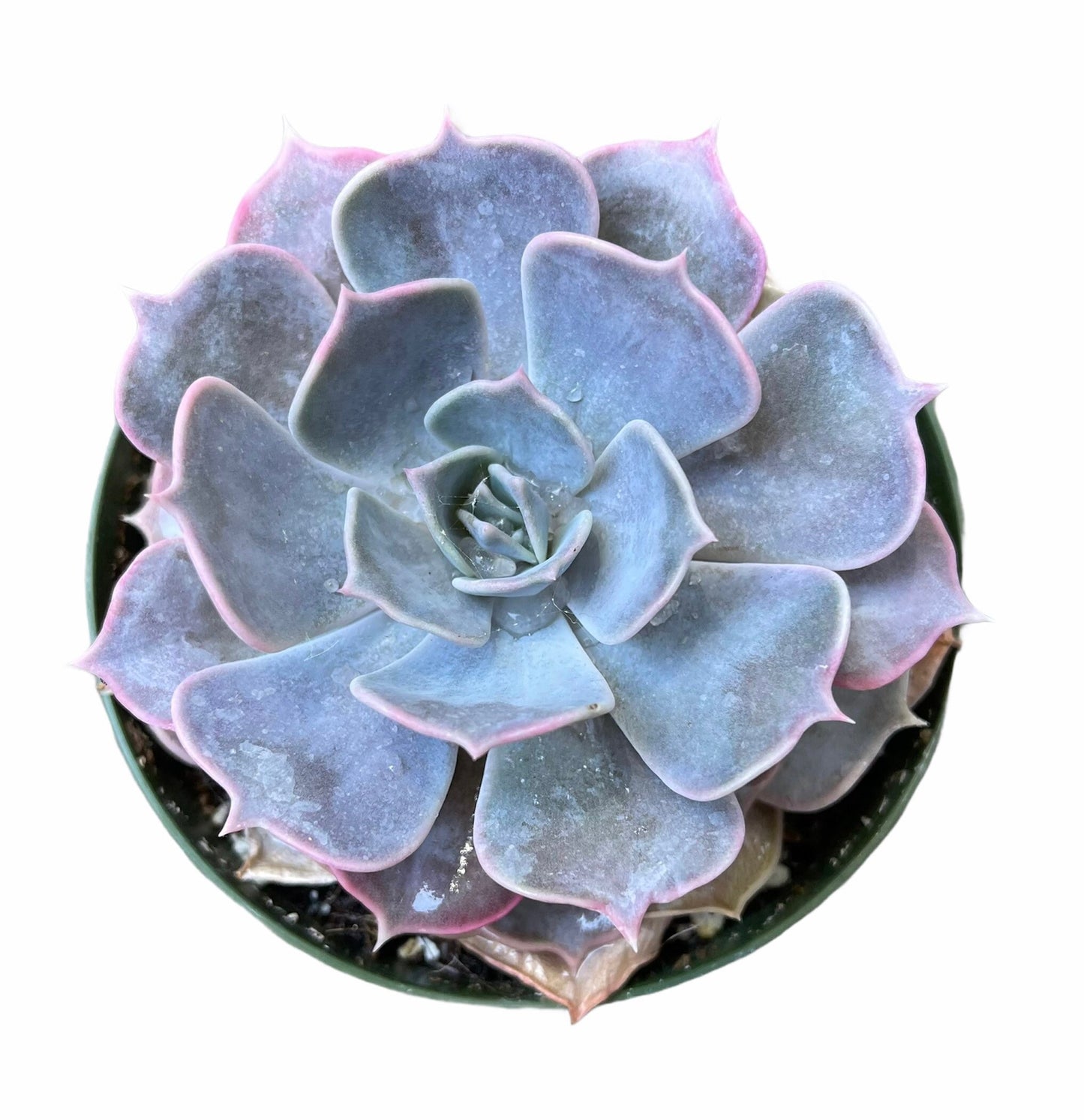 2”pot 4” pot Succulent Plants Echeveria lilacina