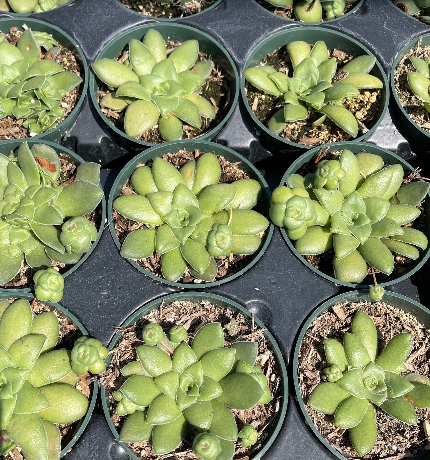 2"pot 4” pot Succulents Plants Crassula Orbicularis