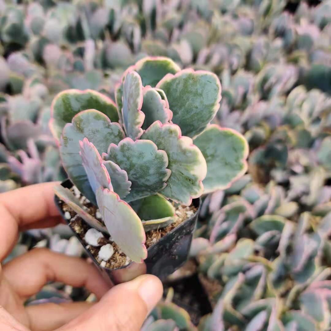 2" pot Kalanchoe Fedtschenkoi Variegated