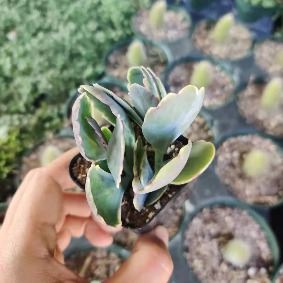 2" pot Kalanchoe Fedtschenkoi Variegated