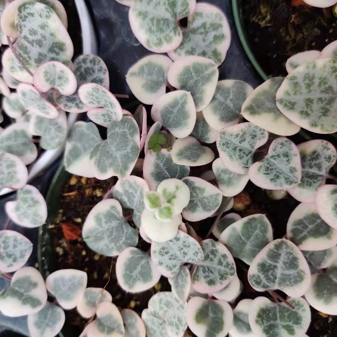 2"pot/4"pot String of hearts variegated