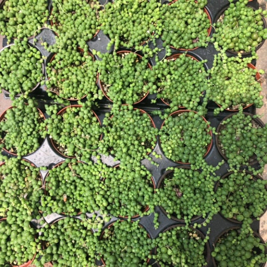 Cuttings / 2" 4" 6”pot String Of Pearls