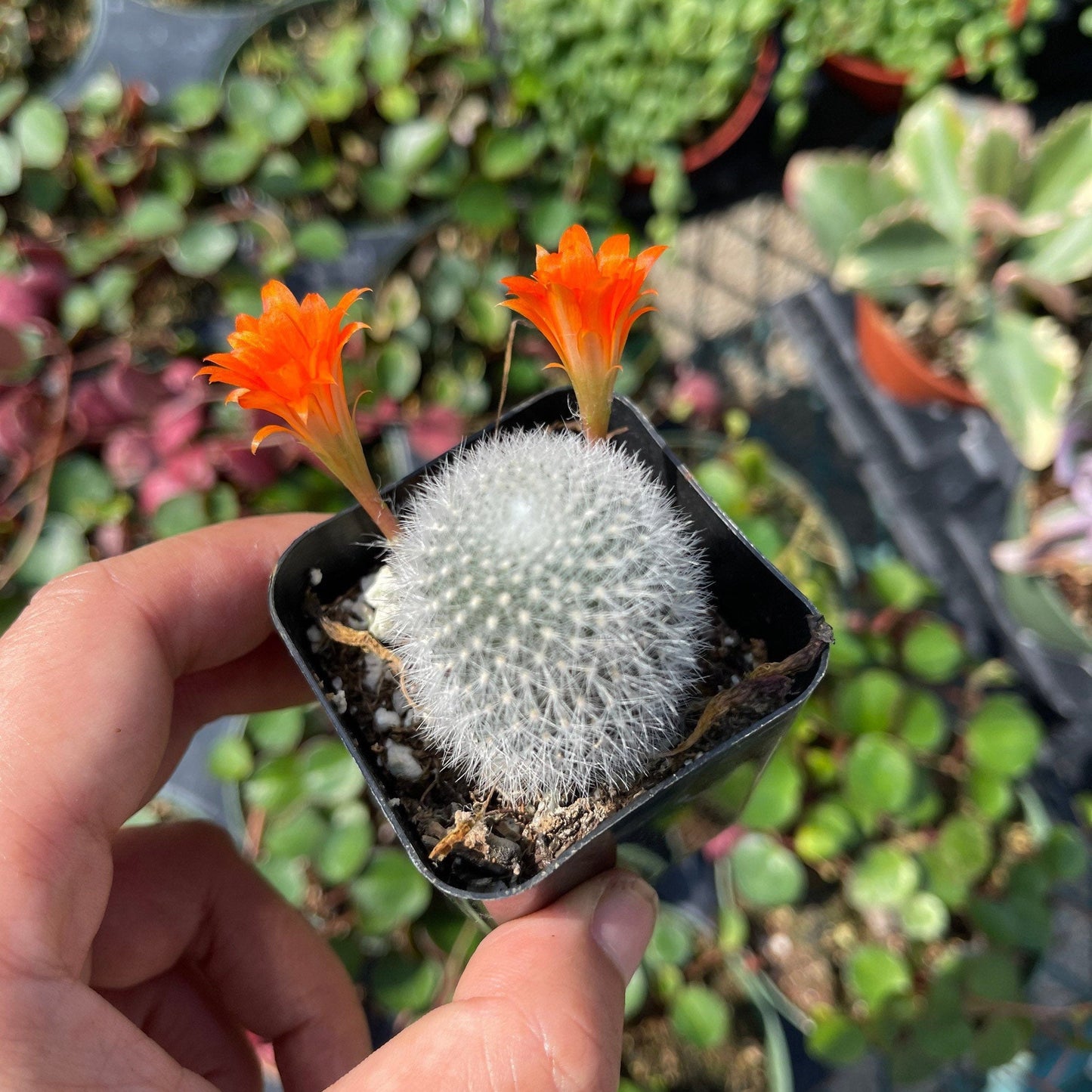 2"pot Live Cactus plant Rebutia Muscula