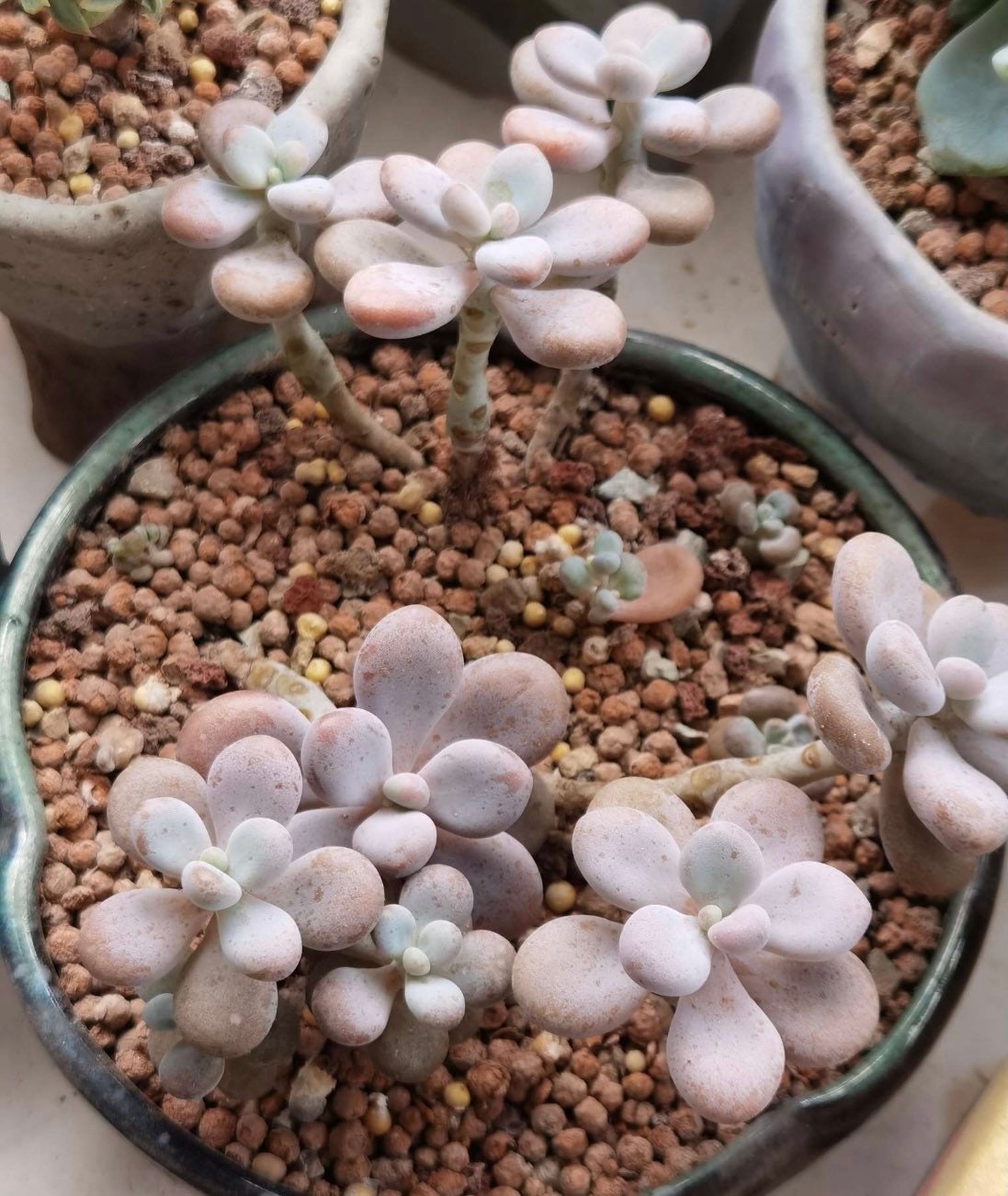 2" pot 4"pot Succulent Plants Pachyphytum Oviferum Pink Moonstones