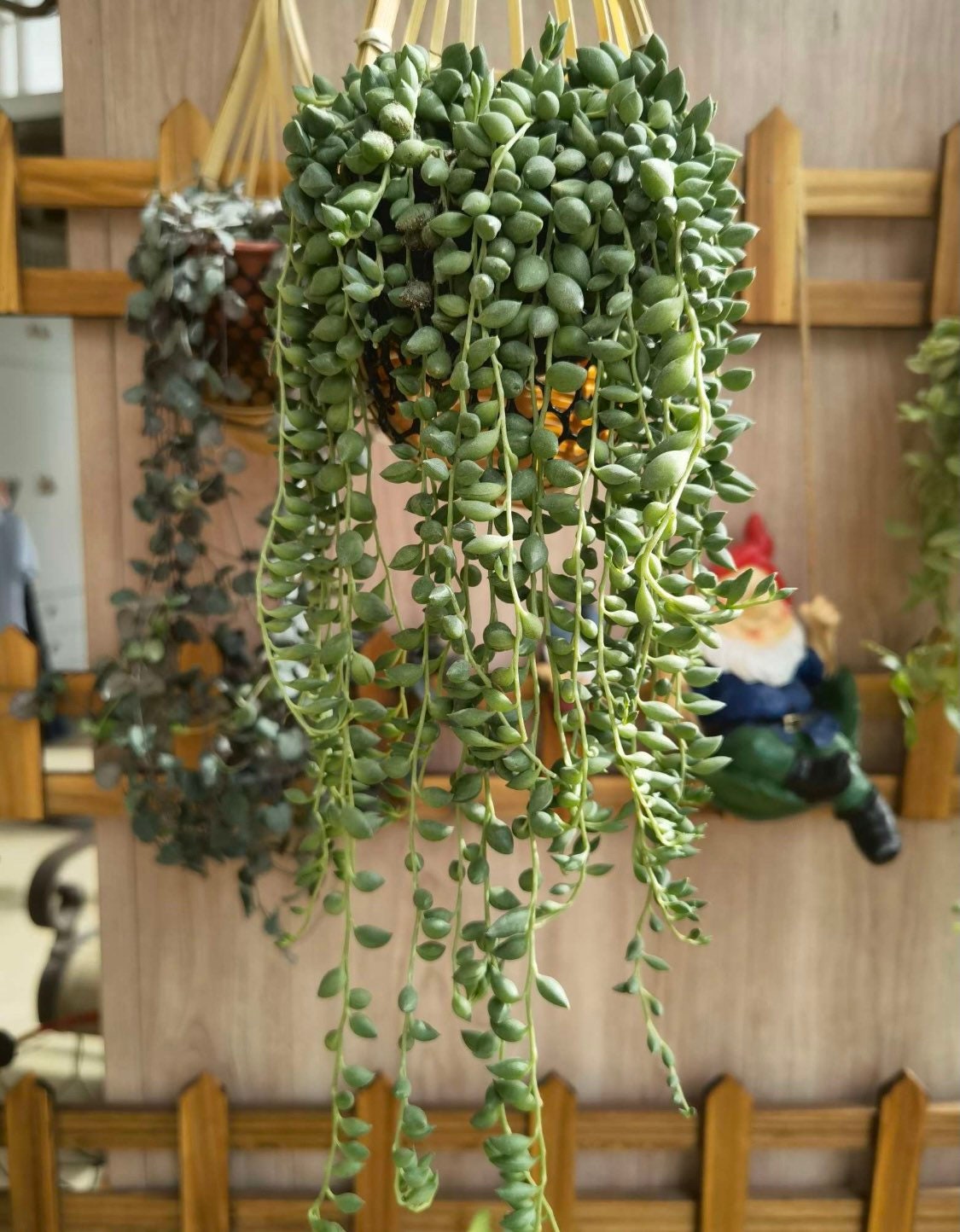 Cuttings/2"pot 4” pot Succulent Plants String Of Tears