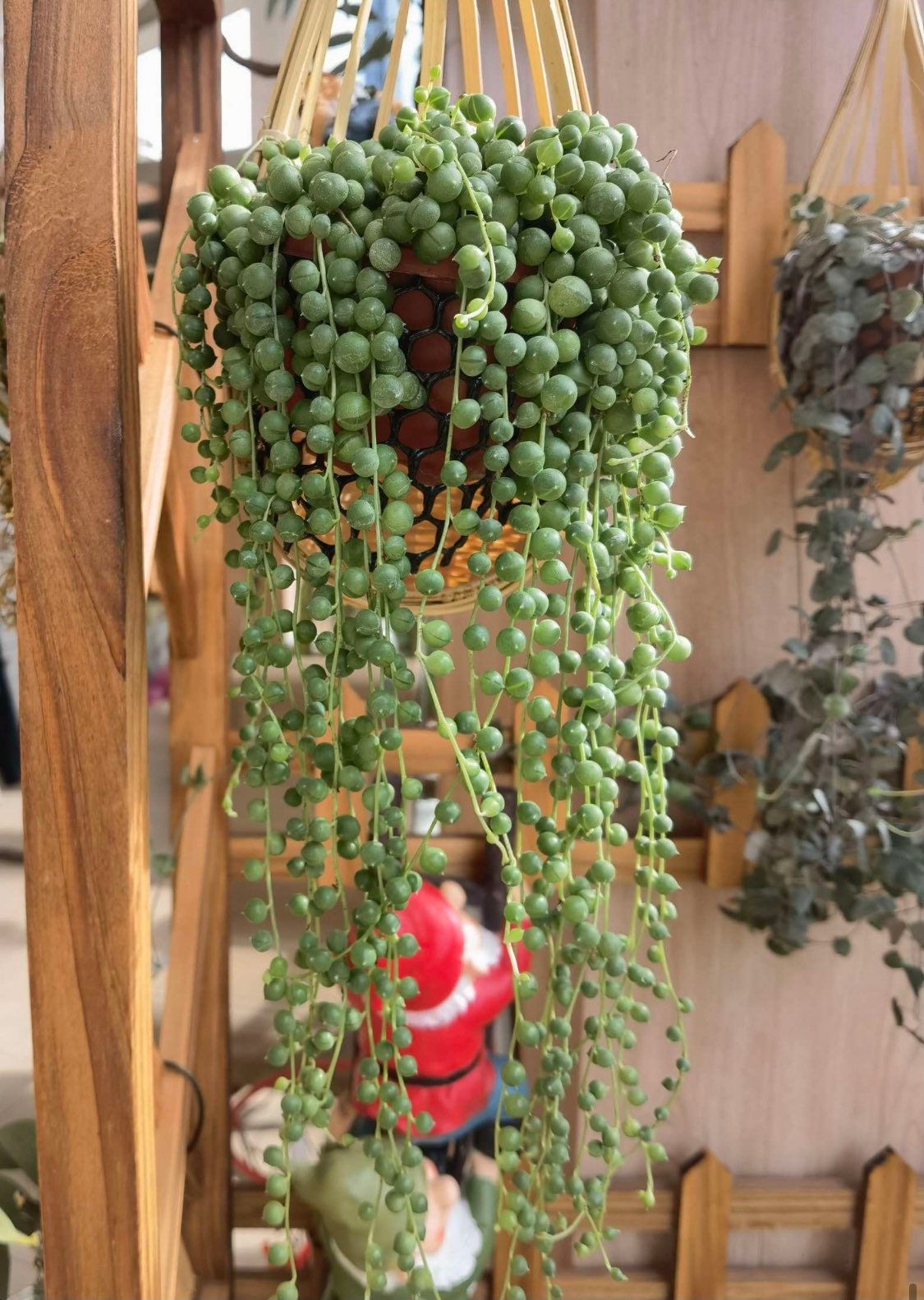 Cuttings / 2" 4" 6”pot String Of Pearls