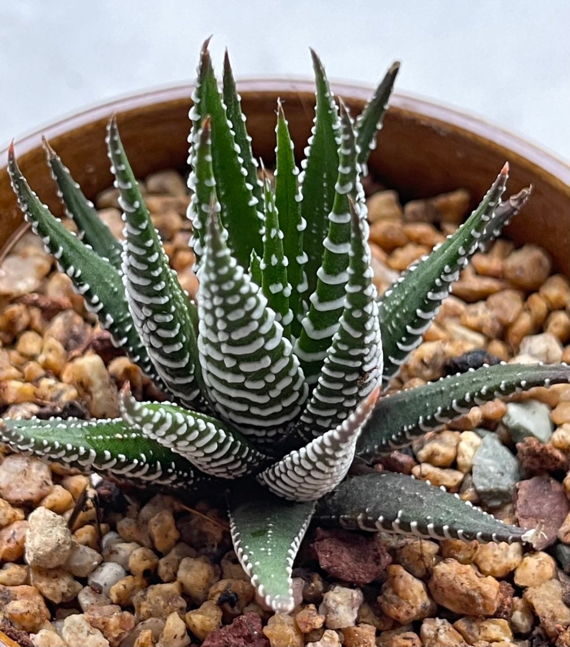 2”pot Succulent Plants Haworthia Faciata