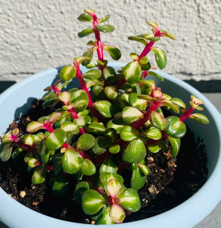 2" pot 4"pot Succulent Plants Portulacaria Afra Variegata