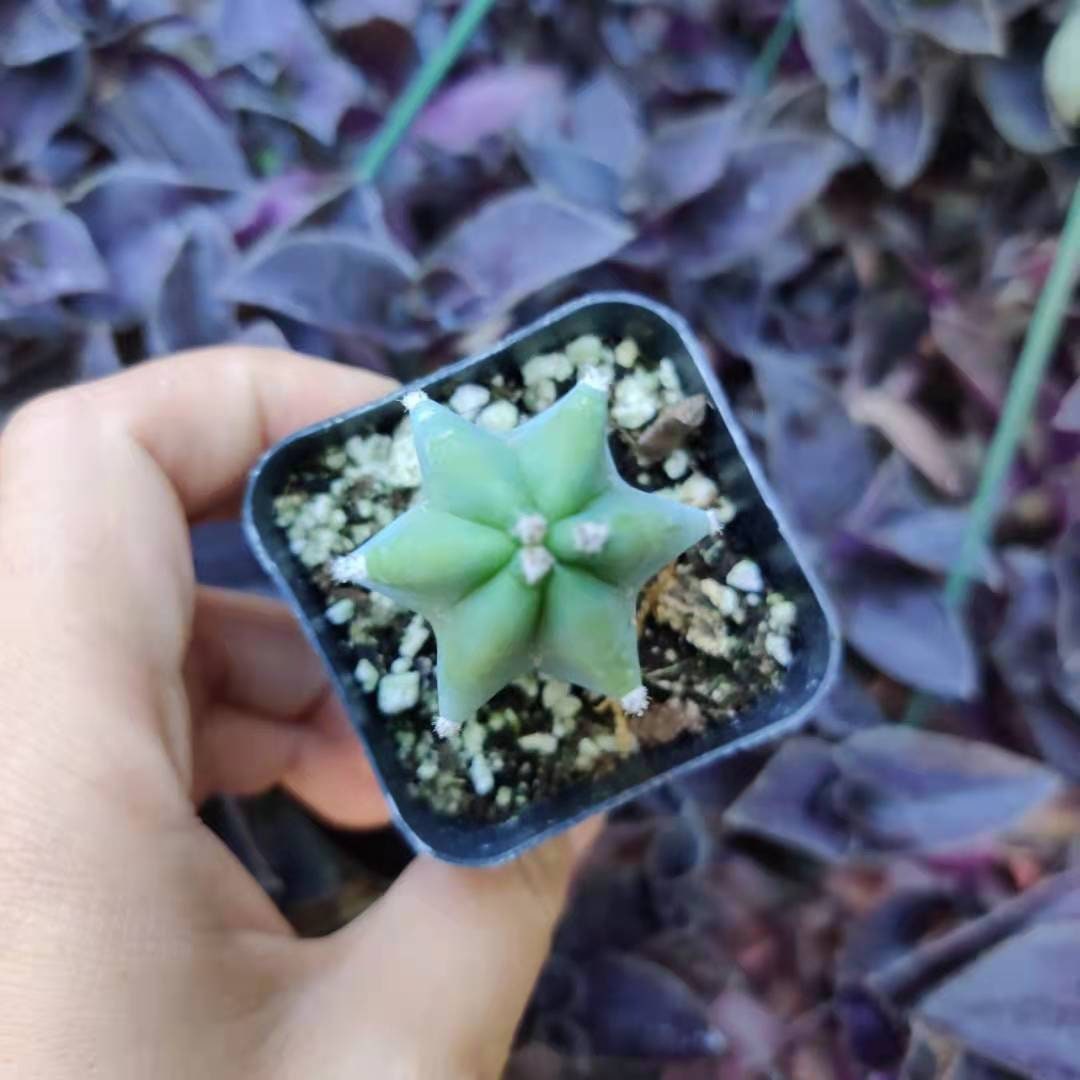 2" pot Blue Candle Cactus Myrtillocactus Geometrizans