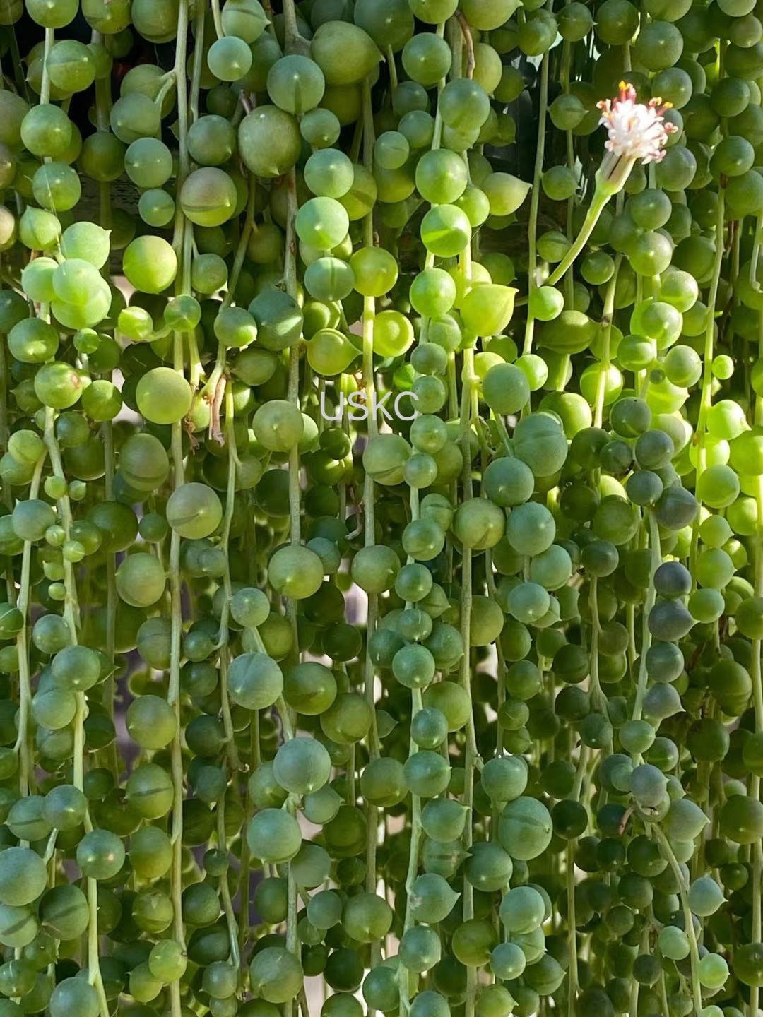 Cuttings / 2" 4" 6”pot String Of Pearls