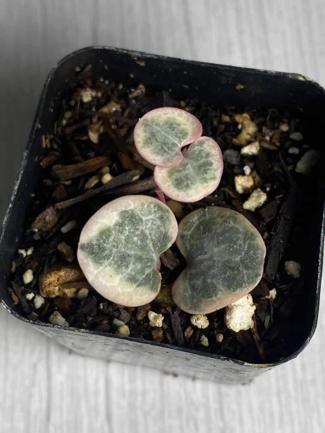 2"pot/4"pot String of hearts variegated