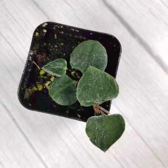 2" pot 4"pot rooted String of hearts-orange river