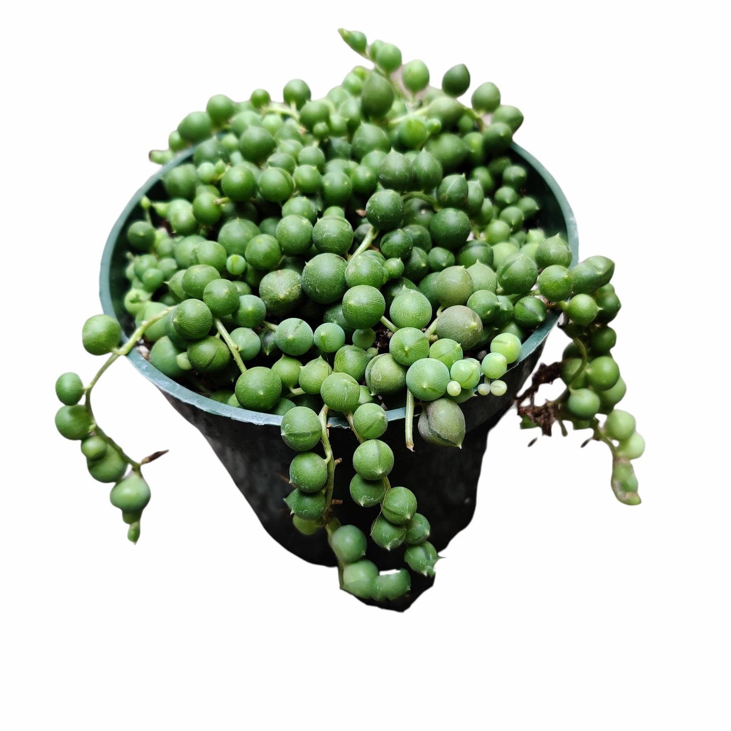 Cuttings / 2" 4" 6”pot String Of Pearls