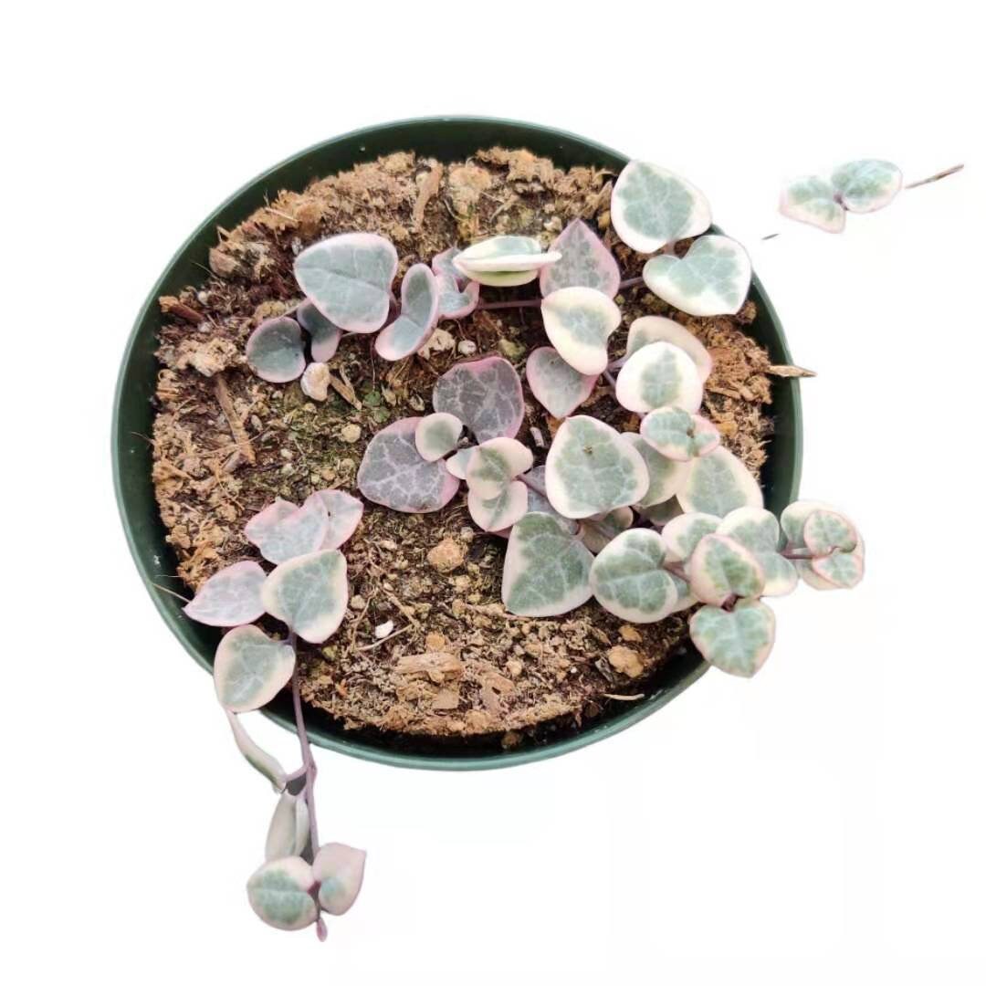 2"pot/4"pot String of hearts variegated