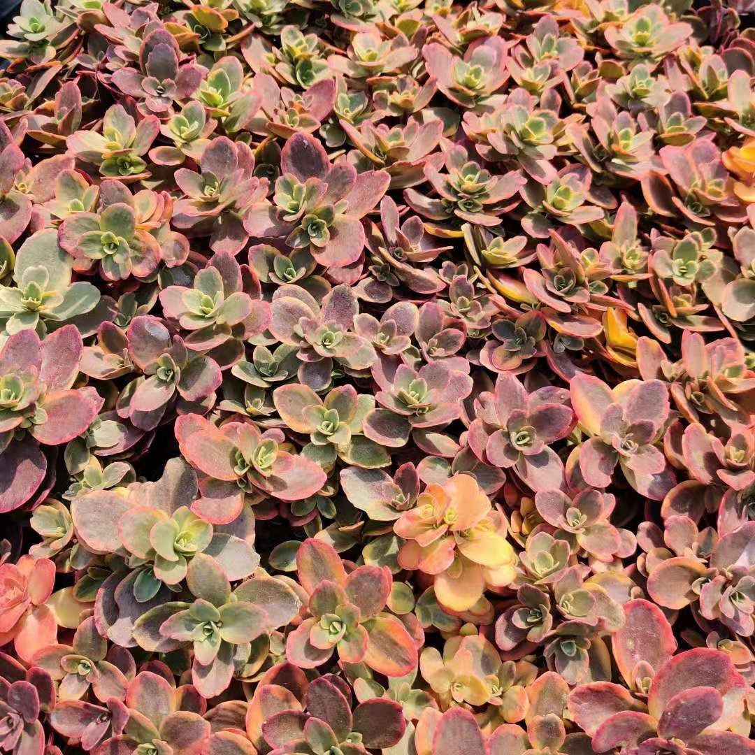 4”pot Succulent Plants Sedum Sunsparkler Wild Fire