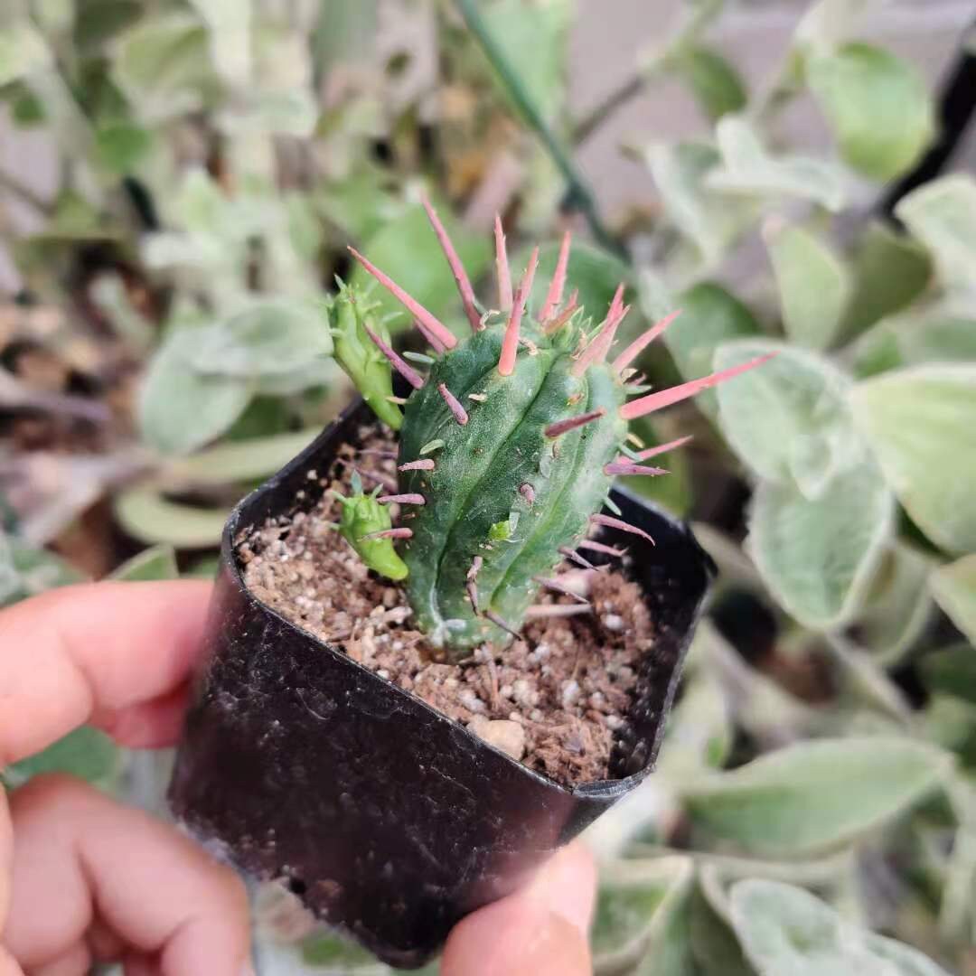 2"pot Euphorbia Ferox
