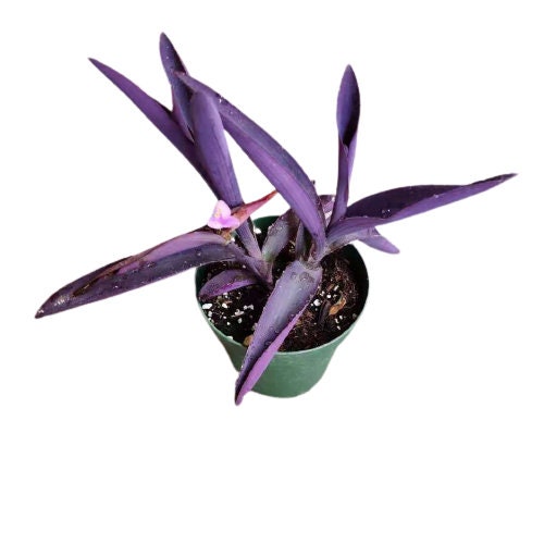 4" pot live plant Tradescantia Pallida" Purple Heart"