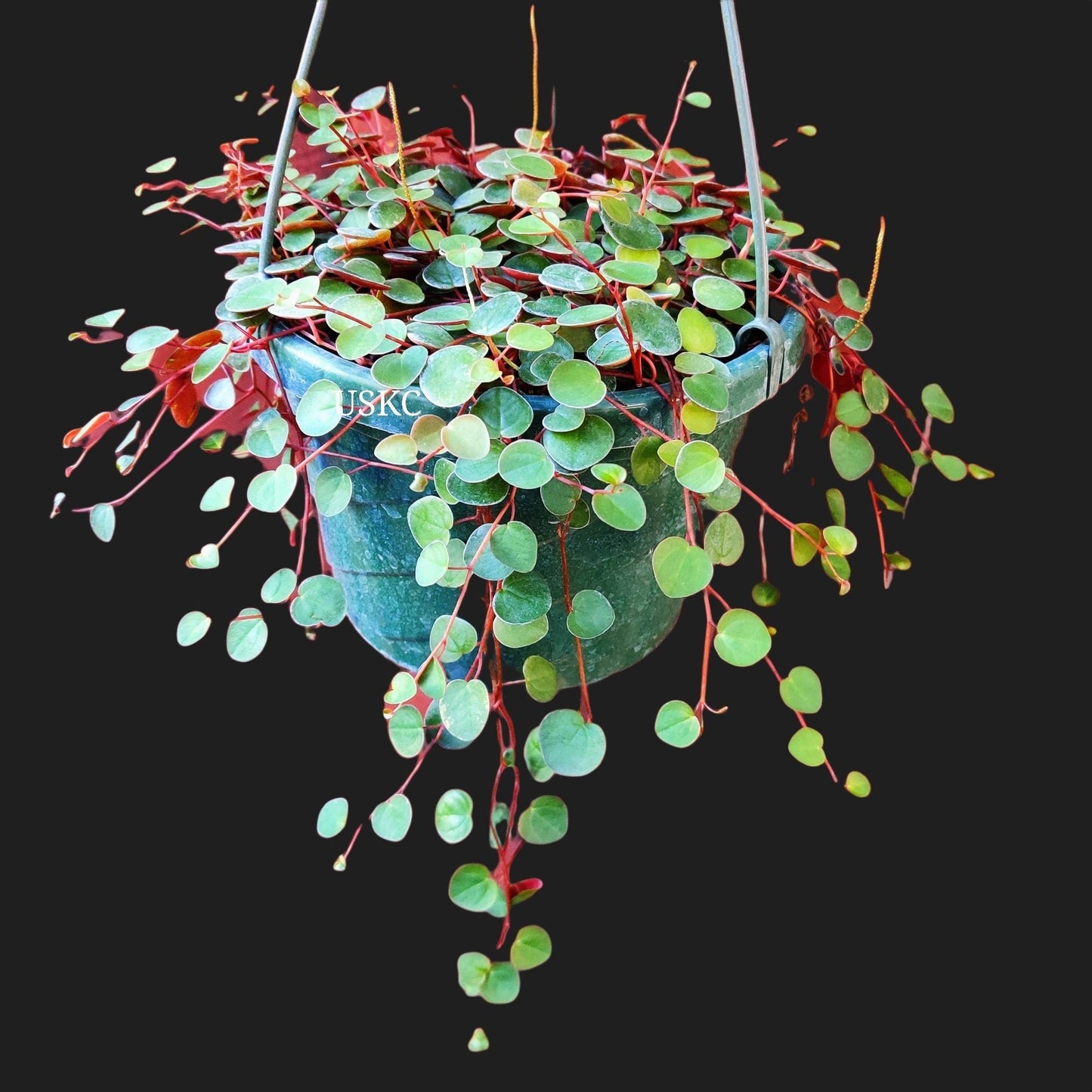 2"pot /4” pot plant Ruby Cascade rooted