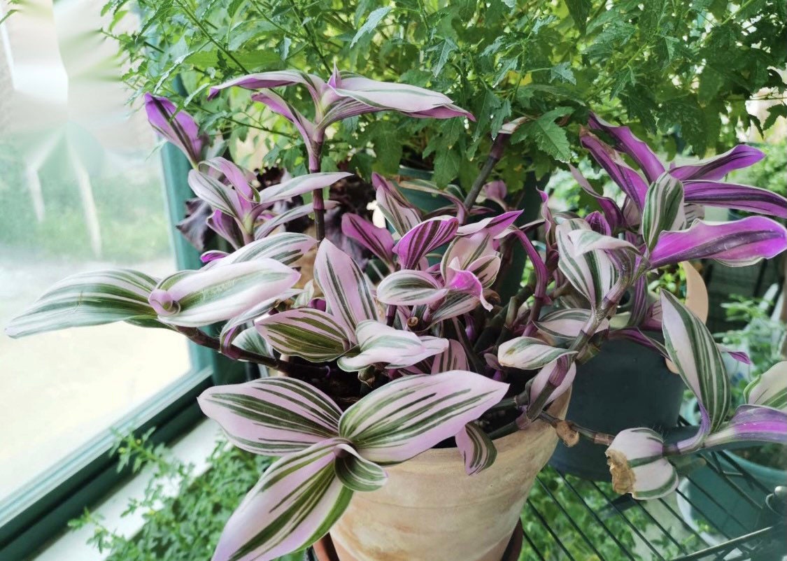 2.5"pot 4" pot live plants Tradescantia Nanouk