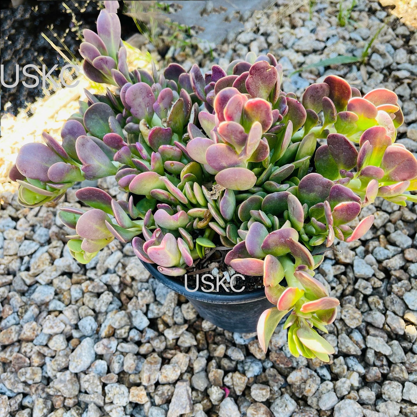 2” pot Succulent plants Senecio jacobsenii Trailing Jade Purple
