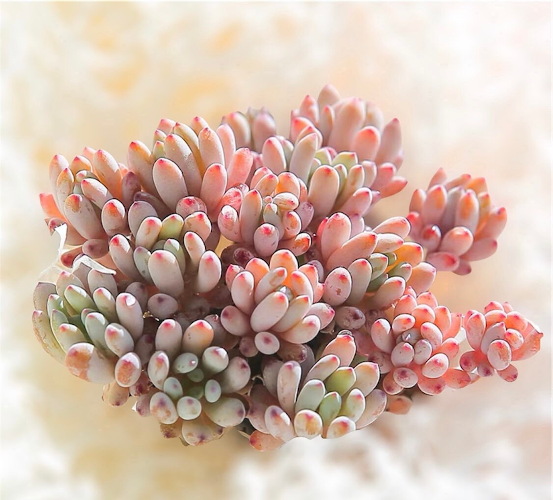 2"pot 4"pot Succulent Plants Graptopetalum Blue Beans