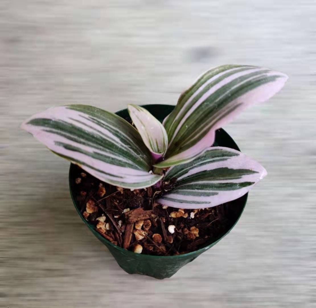 2.5"pot 4" pot live plants Tradescantia Nanouk