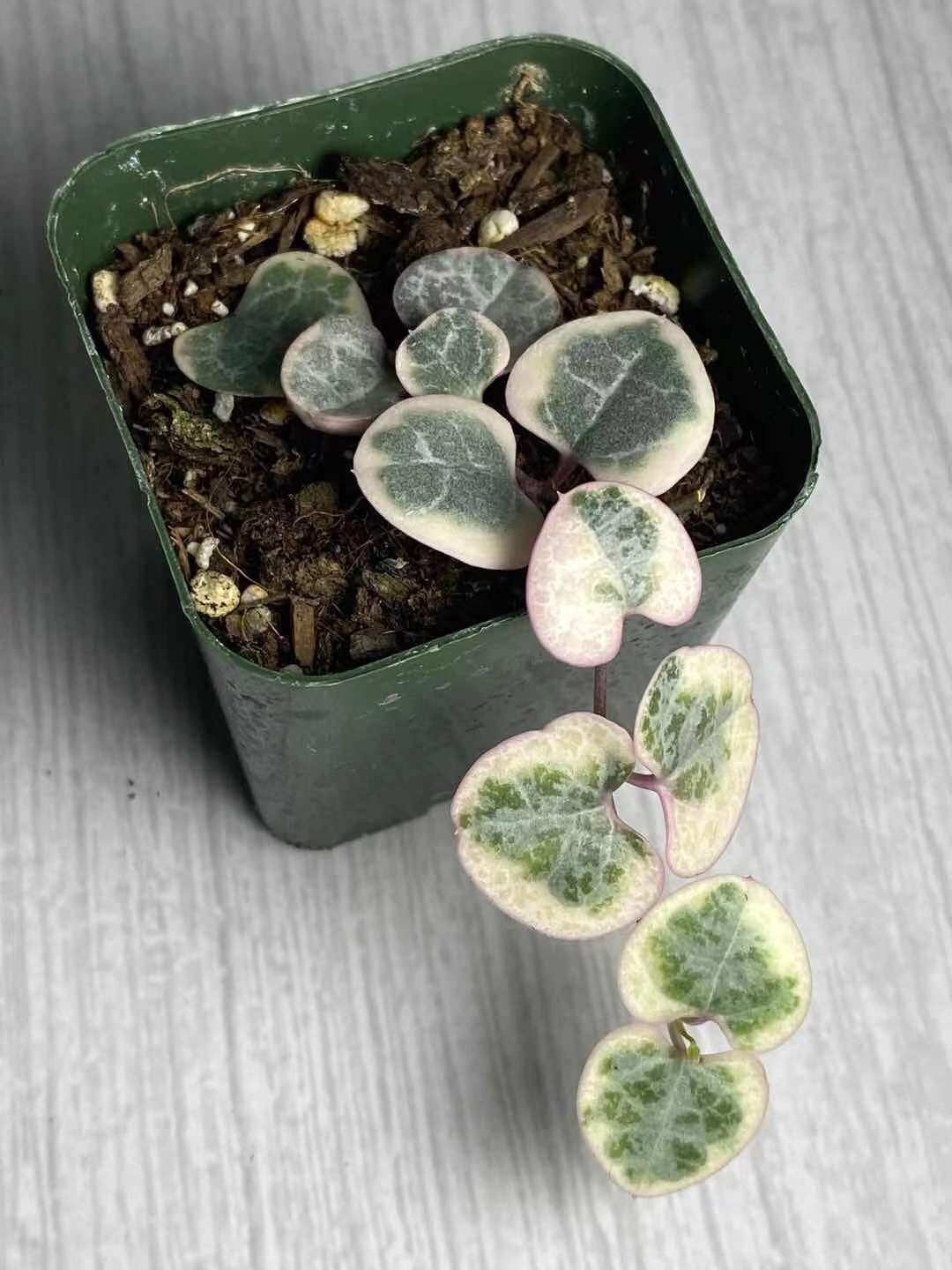 2"pot/4"pot String of hearts variegated
