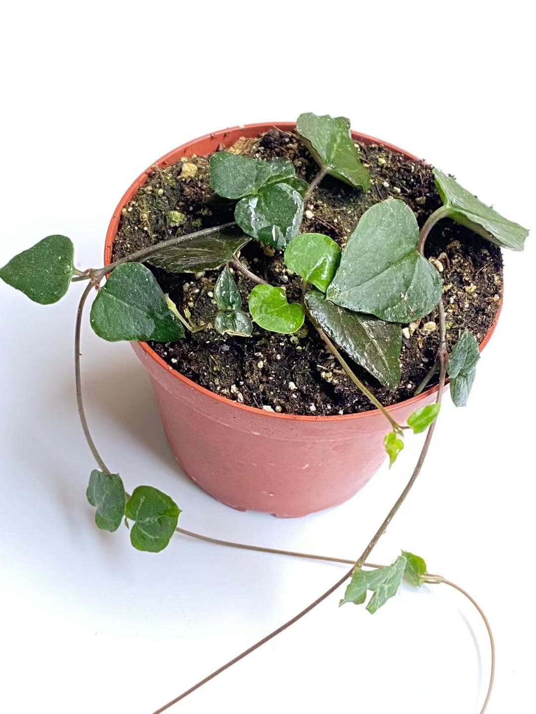 2" pot 4"pot rooted String of hearts-orange river