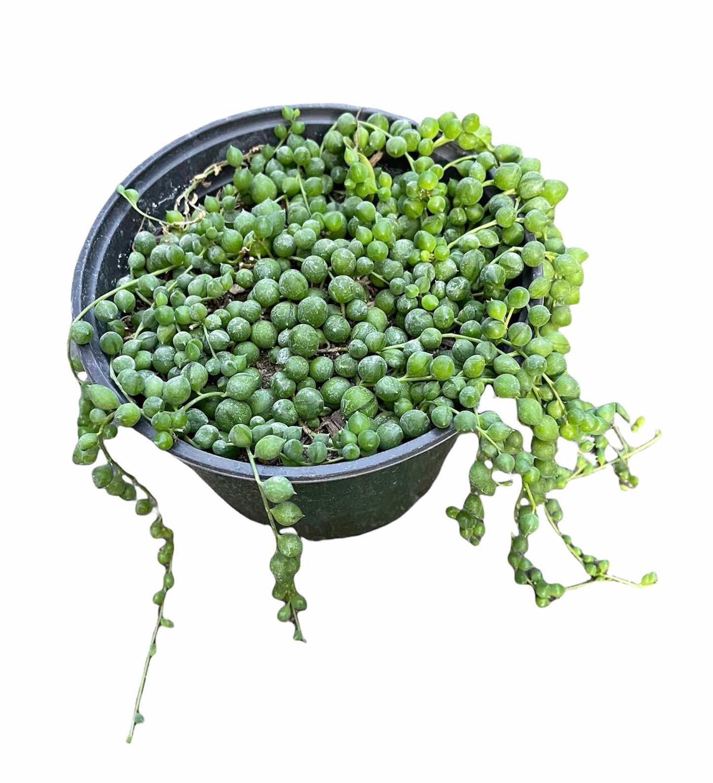 Cuttings / 2" 4" 6”pot String Of Pearls