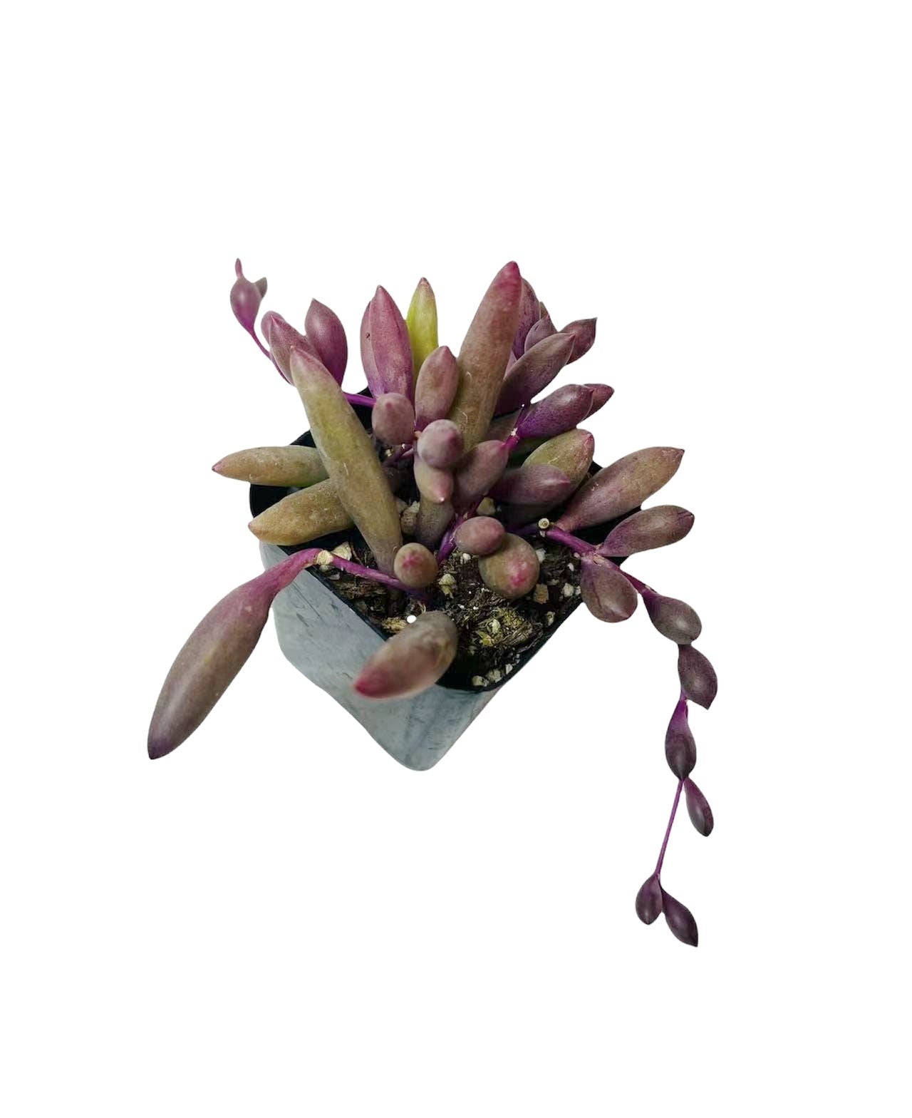 Cuttings/2" pot /4"pot Succulent Plants Othonna Capensis/Ruby Necklace